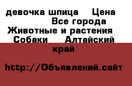 девочка шпица  › Цена ­ 40 000 - Все города Животные и растения » Собаки   . Алтайский край